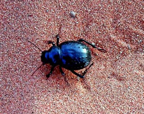 fam Tenebrionidae. Morocco, 2004 by Cindea Hung